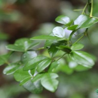 Triphasia trifolia (Burm.f.) P.Wilson